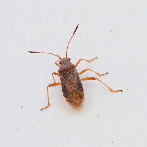 Réf. 241 718 : Rhopalus maculatus